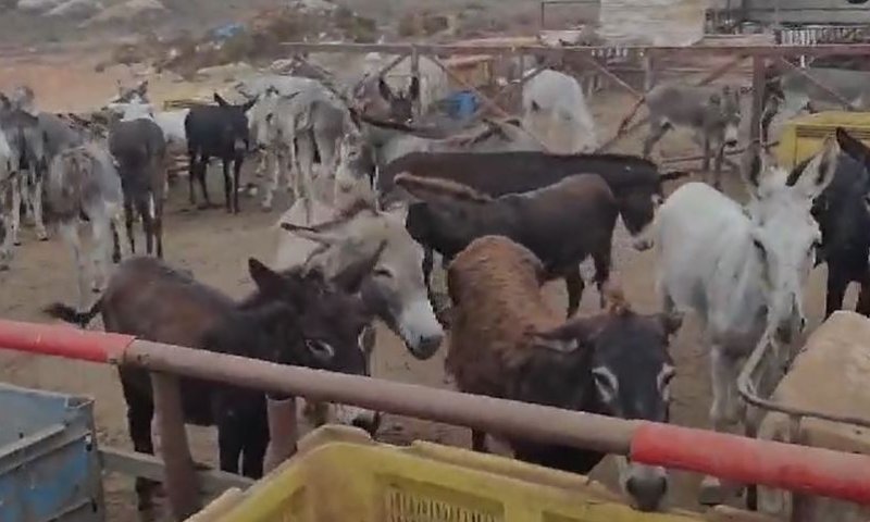 מחריד: השוטרים הגיעו לחוות התעללות בחיות