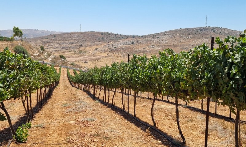 יין, כרמים ונביאים: סיפורו של יקב גבעות בבנימין