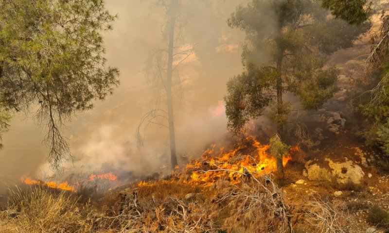 "מספר מוקדי הצתה" &bull; שוב שריפה ביער גבעות