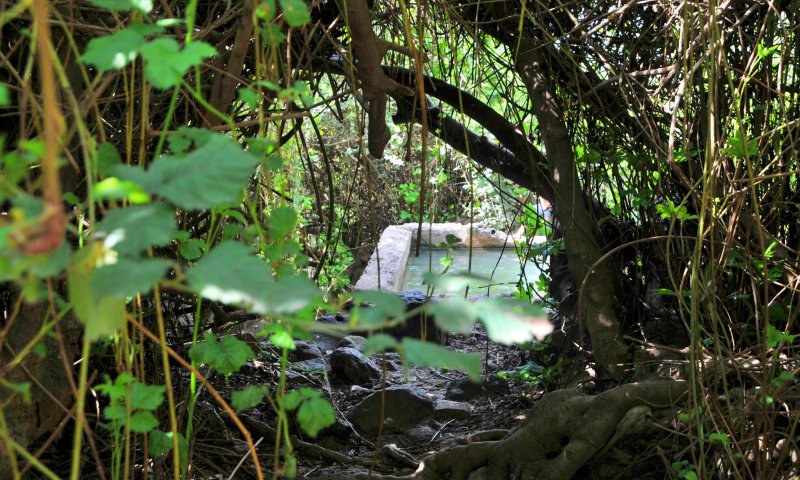 מושלם לקיץ: 4 מעיינות צוננים ברמת הגולן