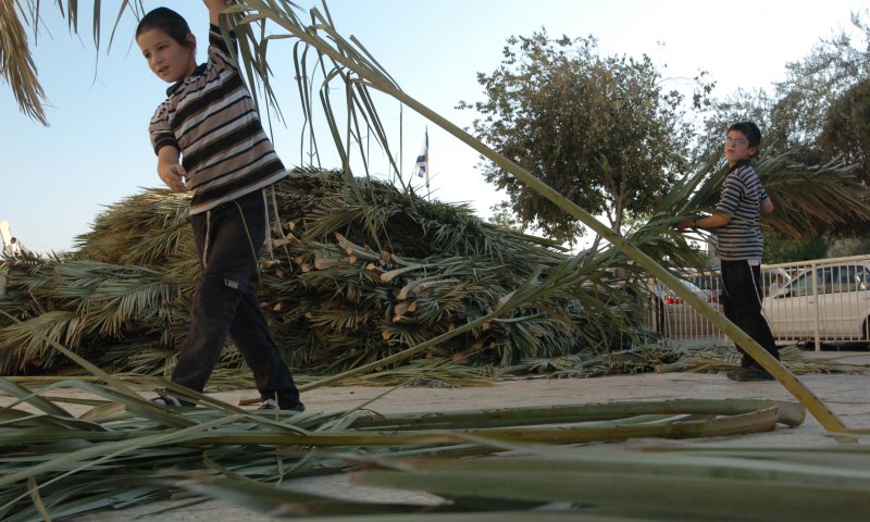 סכך בחינם: רשימת מוקדי חלוקת סכך בכל הארץ
