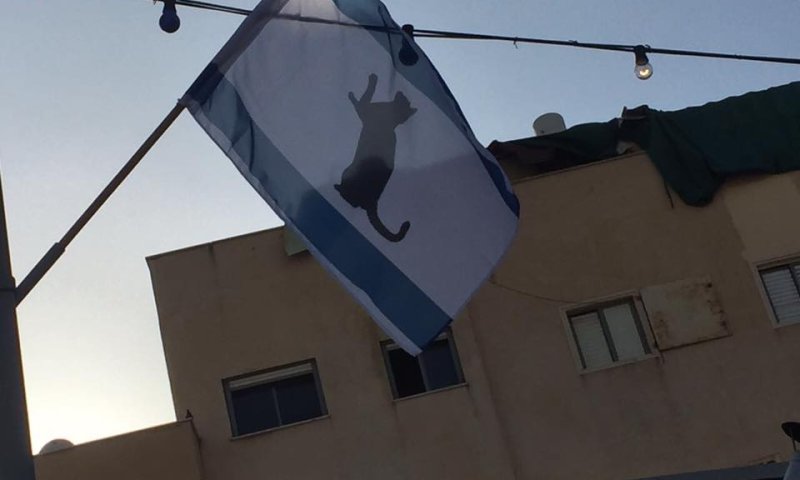 'בזוי ופוגע': דגלי ישראל עם חתול שחור