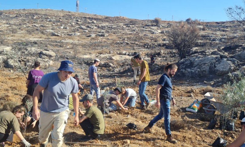 לזכרו של פדיה מרק: מטע זיתים חדש&nbsp;בעתניאל