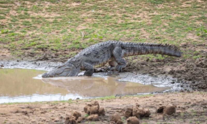 צדו כמו נמרים: מחקר חדש חשף זן תנינים שמטפס על עצים