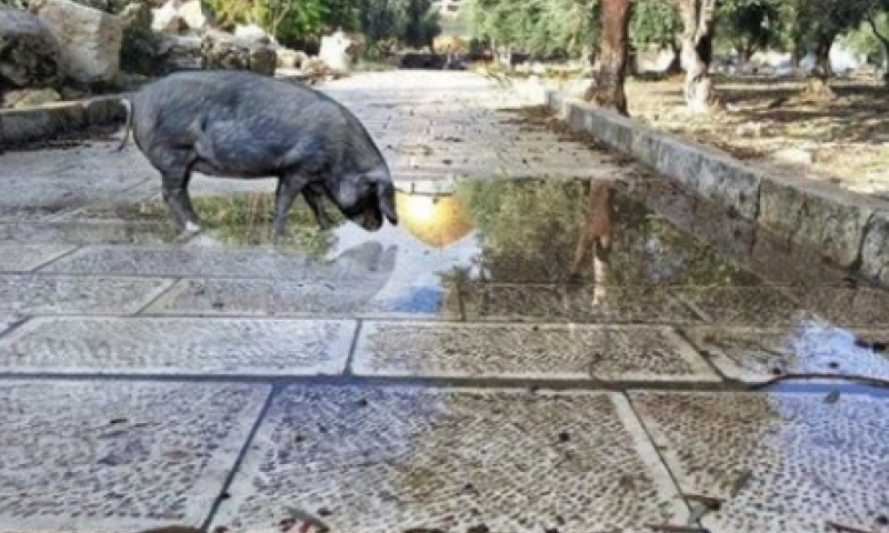 פעיל הר הבית נעצר ונחקר בגלל תמונת פוטושופ