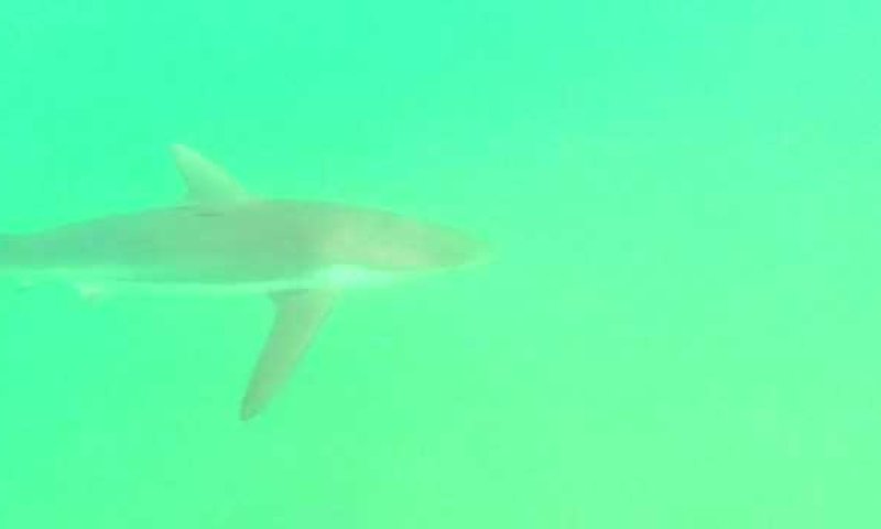 צפו: כריש בחוף חדרה ליד תחנת הכח