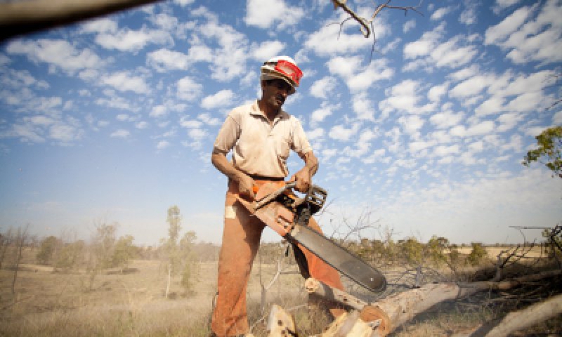הפסיקו את כריתת העץ הדתי לאומי