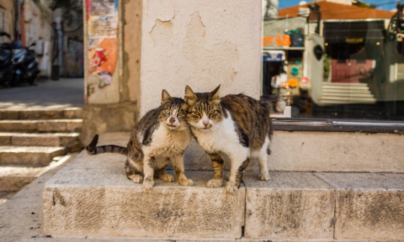 לא מספיק לבחור מחדש בקשר, צריך שיבוא מאהבה