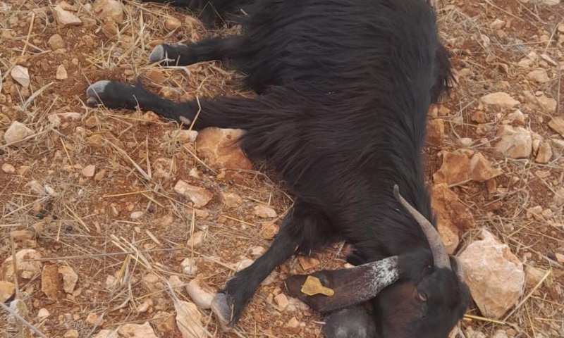 פעם שניה בשבוע: ערבים הרעילו עדר בגבעת אור מאיר