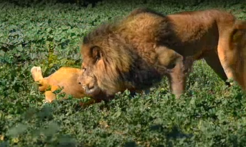 מרהיב: כך האריות אוהבים את הקפה שלהם. צפו