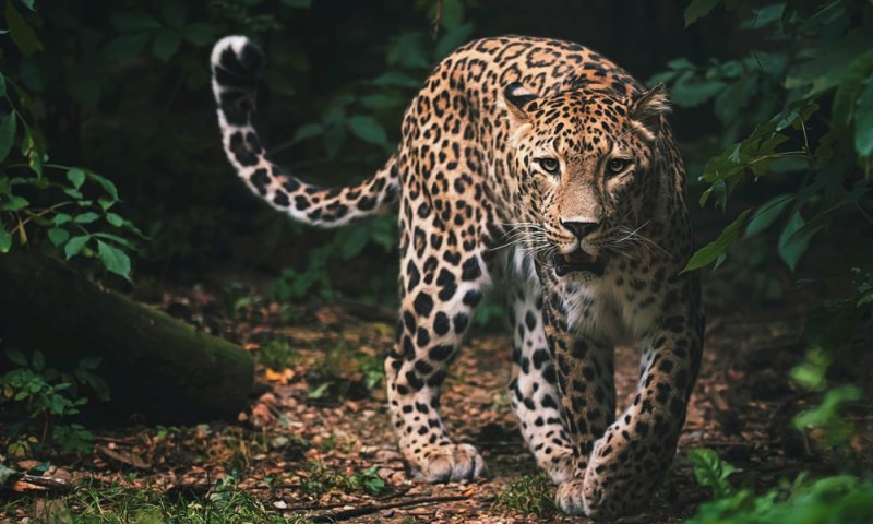 בהלה בגן החיות: בזמן האכלה, נמר נשך עובדת