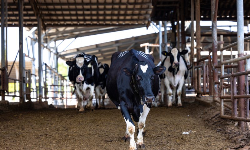 משרד הבריאות מזהיר: נמצאה פרה נגועה בכלבת