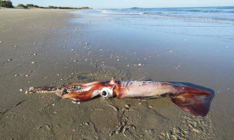 אירוע חריג: דיונון ענק נפלט לחוף מעגן מיכאל | תיעוד