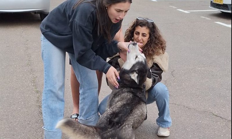 סקאי שב הביתה: הכלב שנגנב הוחזר למשפחתו | צפו