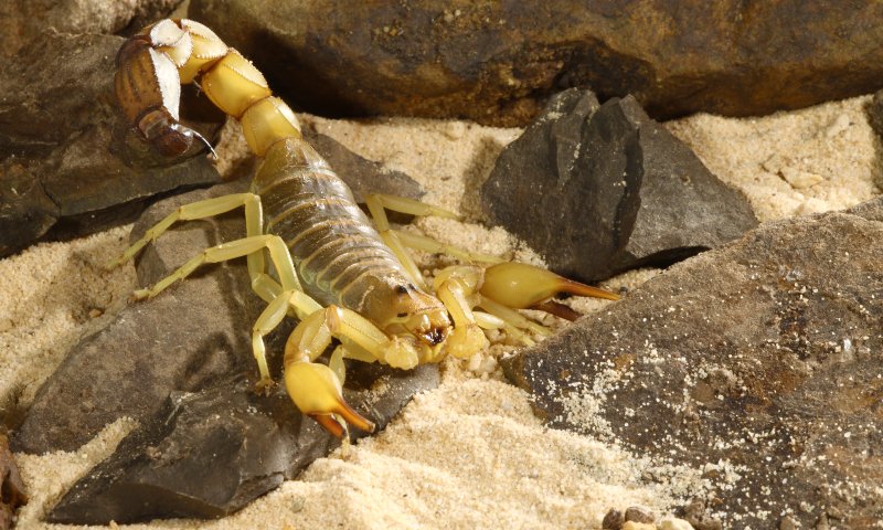 עקרב עקץ פעוטה בת שנה וחצי, מצבה בינוני