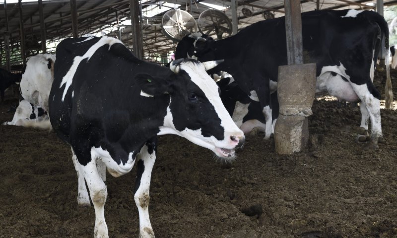 להתנתק מהעבר: רפורמת החלב כהכרח לאומי לכלכלה מודרנית