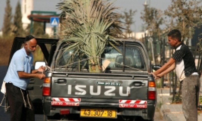 להפחית פגיעה בעצים: קק"ל תחלק סכך חינם
