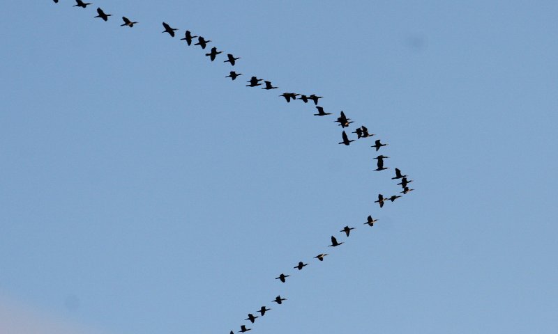 הכבדה בעומס החום וטפטוף: תחזית מזג אוויר