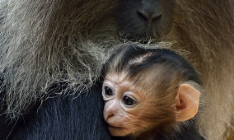 'מוצא קוף המקוק-יהודים שנענשו על חילול שבת'