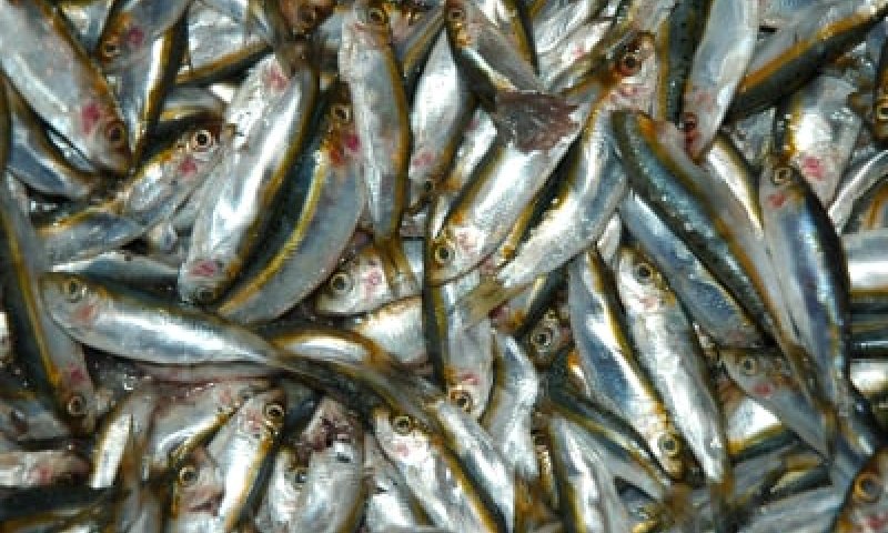 ערנותו של משגיח הכשרות הצילה את הסועדים מסרטן