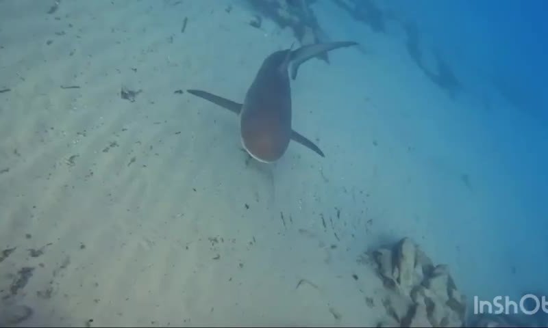 התחדשו החיפושים אחרי האדם שהותקף על ידי כרישים