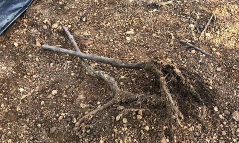 נפתחה חקירה בהשחתת מאה עצים בכפר עציון