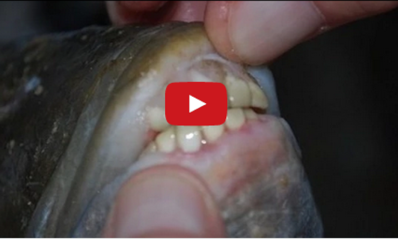 נדיר: דג עם שיני אדם