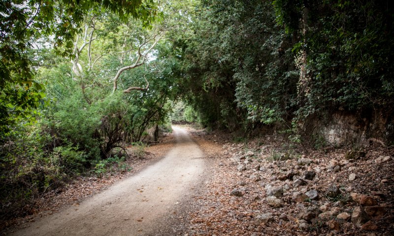 מסעדה נוספת בגליל הופכת לכשרה וסוגרת בשבת
