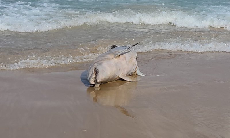 עצוב: דולפין נמצא מת על החוף סמוך לכפר גלים