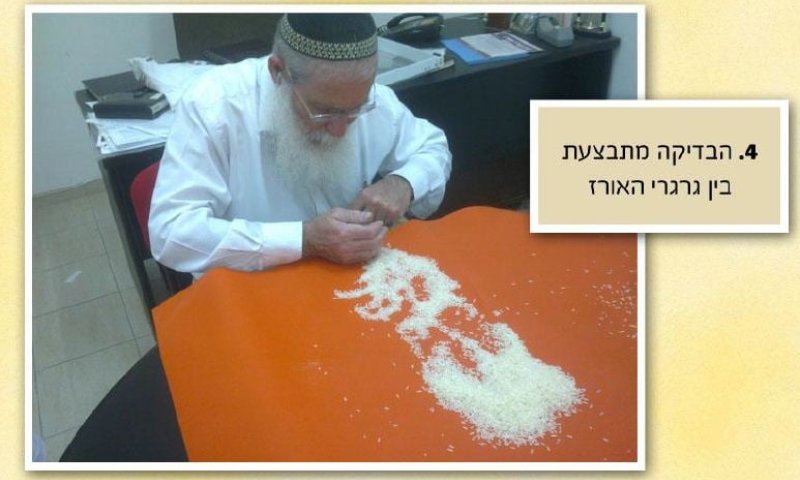 מצגת תמונות: ככה צריכים לברור אורז