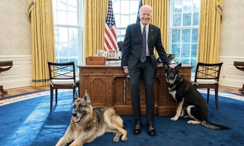 לאחר נשיכה: הכלבים של ביידן הורחקו מהבית הלבן