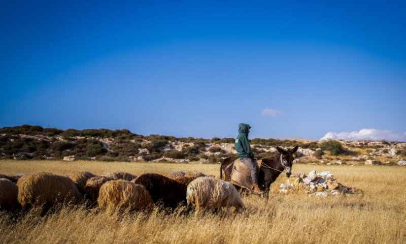 ברשות הפלסטינית מזהירים: הגבעות קובעות את הגבול בעזרת המרעה