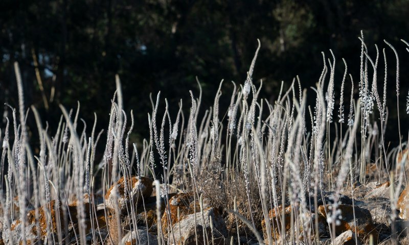 מרמת הגולן ועד הנגב: החצבים פורחים וממלאים את הארץ בסתיו