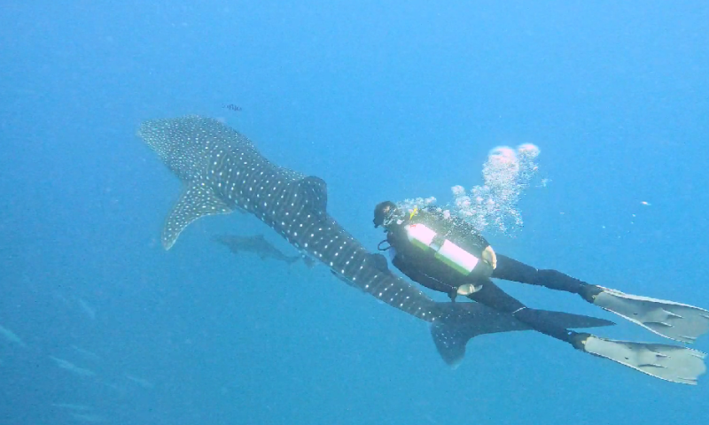 תצפית נדירה: כריש לוויתן תועד מבקר באילת