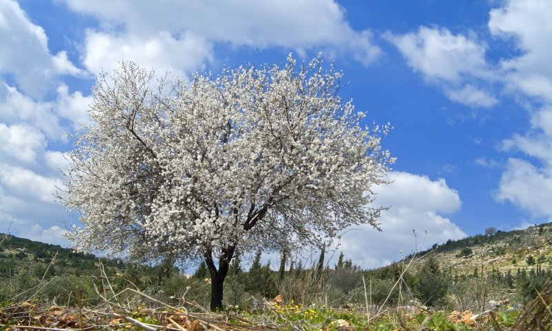 לכבוד החג: מגוון מסלולי טיול מומלצים לט"ו בשבט