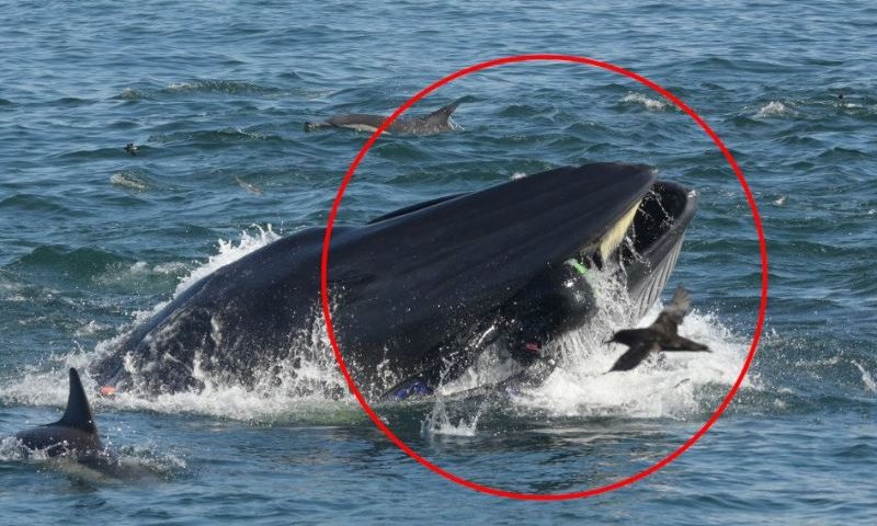 כמו יונה הנביא: אדם נבלע על ידי לוויתן- וניצל בנס. צפו