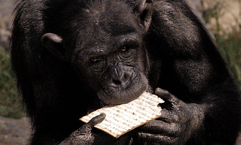 הספארי כבר מוכן לפסח: בואו לצפות בבעלי חיים