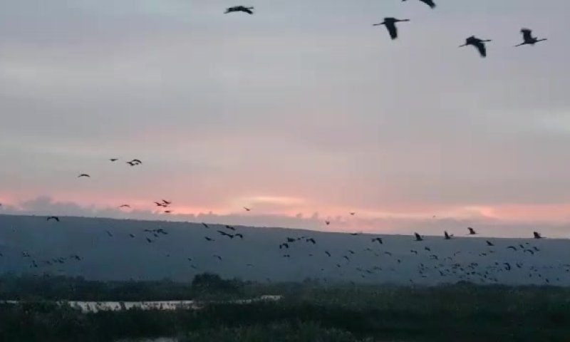 מרהיב: עשרות אלפי עגורים נצפו באגמון החולה. צפו