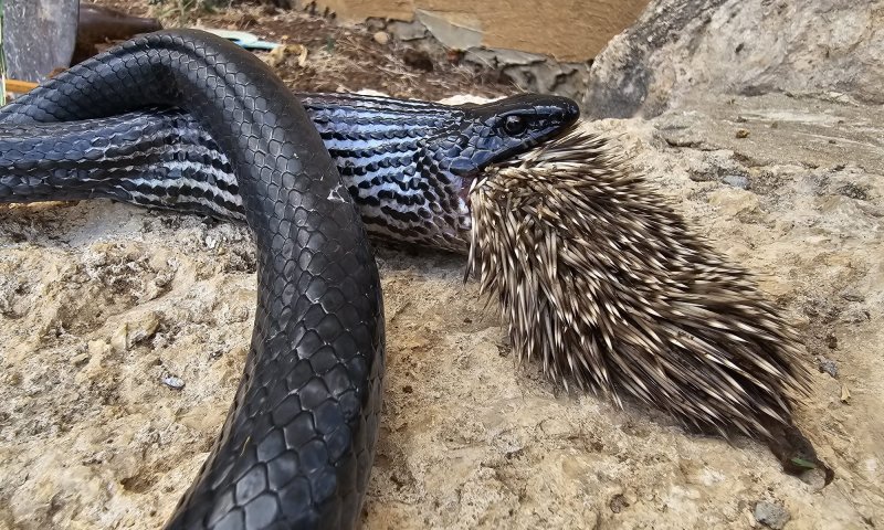 אירוע חריג: נחש ניסה לאכול קיפוד &ndash; ומת מהקוצים