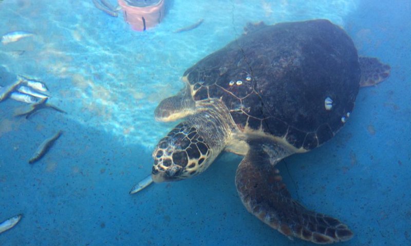 "היה הזוי" &ndash; 'וואשה' הושבה היום לטבע | צפו: