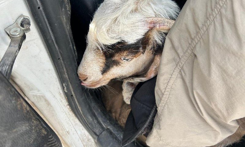 בדרך להקריב קרבן בהר הבית: 13 חשודים נעצרו