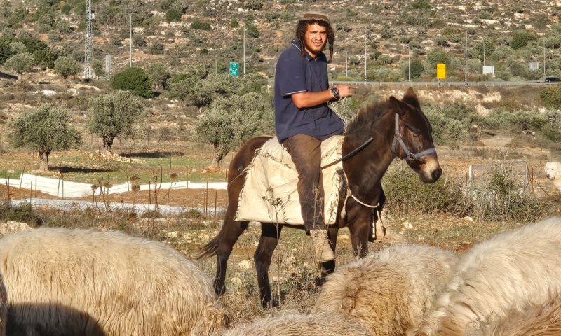 תקיפה קשה בכפר טרפון: רועה צאן נפצע בראשו ופונה לבית החולים