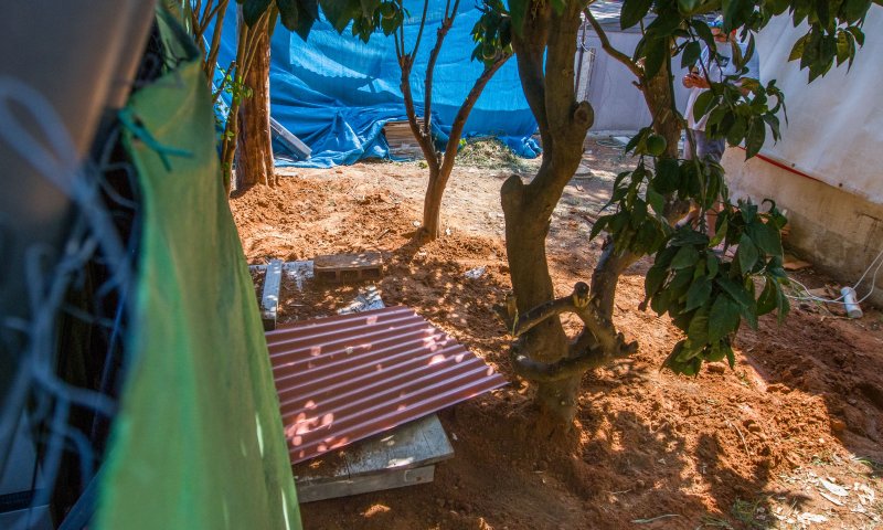 התפתחות דרמטית: פוענח רצח אופירה חיים