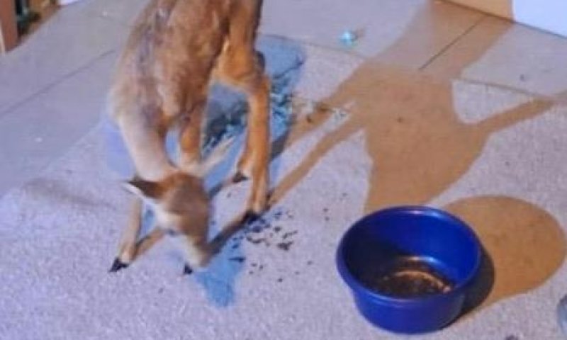 המאבק בסחר בבע"ח: אדם חשוד כי החזיק צבי בביתו ליד ירושלים