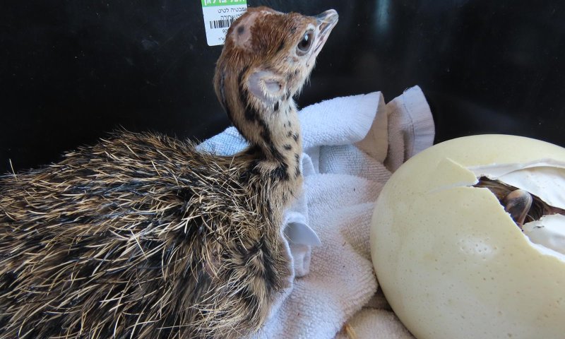 שבעת המופלאים: המחווה של הספארי לכוכבי זהו זה