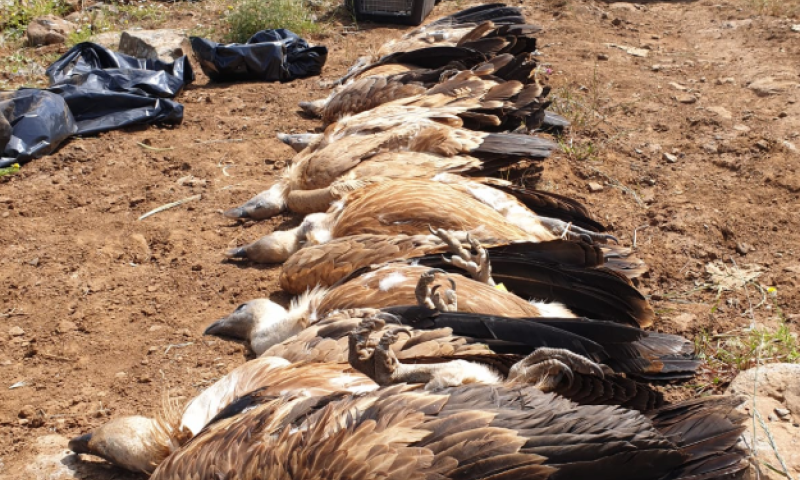 חשד להרעלה: 8 נשרים מתים אותרו ברמת הגולן