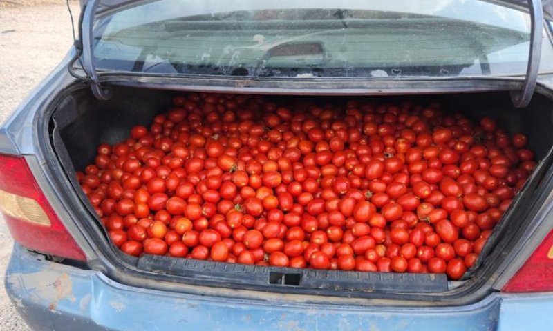 2 ערביות נתפסו עם מאות ק"ג עגבניות גנובות