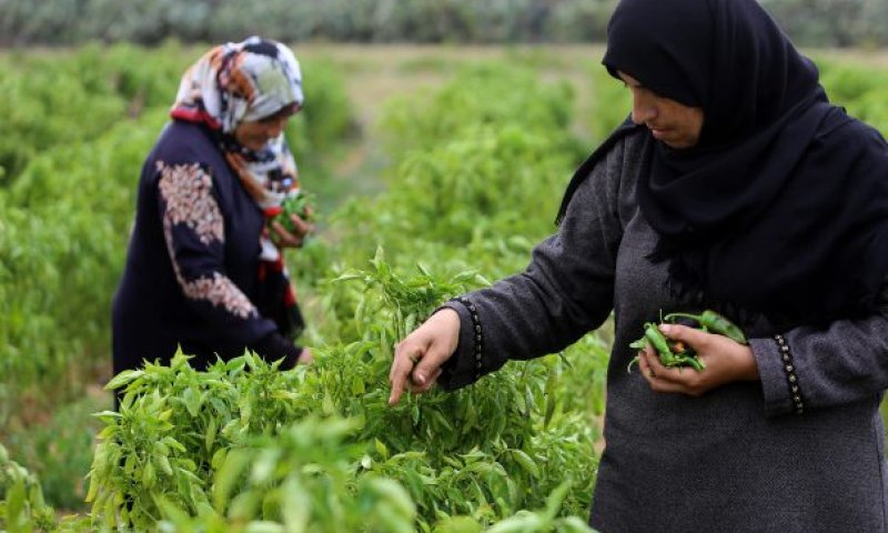 קמפיין חדש קורא: לא לקנות סחורה מחקלאים ערבים