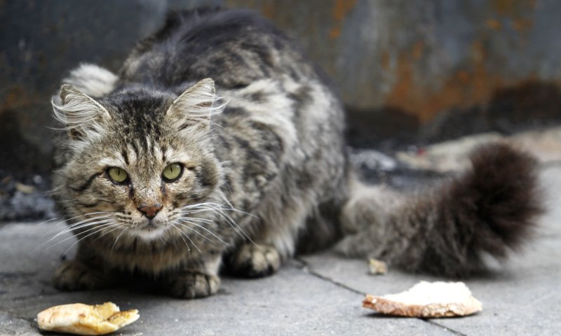 השמאל זועם: אריאל מציע טרנספר לחתולים