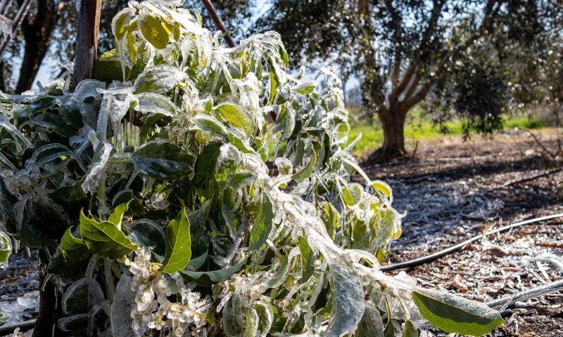 אחרי סופת 'קורל': החקלאים בצפון ובדרום אומדים את הנזקים
